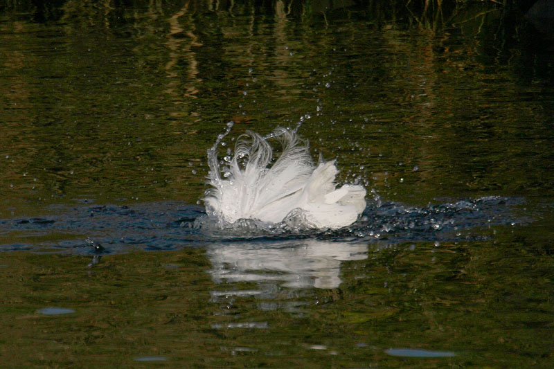b0024798_6103572.jpg