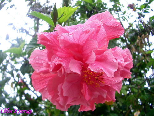 (花)　ハイビスカス(Hibiscus)_b0015002_0334758.jpg