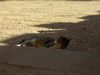 シェッラの猫、あれこれ。。。_b0077906_085888.jpg