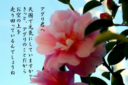 e0032508_20152373.jpg