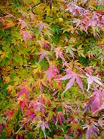b0077010_1946179.jpg