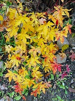 b0077010_20111543.jpg