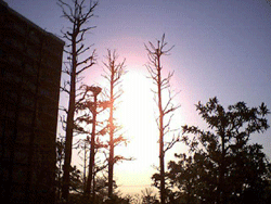 a0055913_14584856.gif