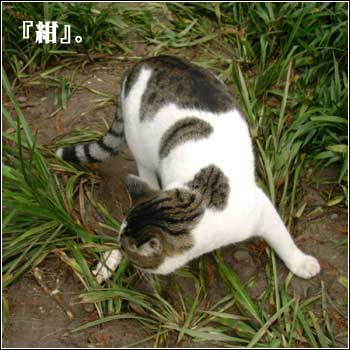 其实野良猫也很幸福。_a0047721_16492144.jpg