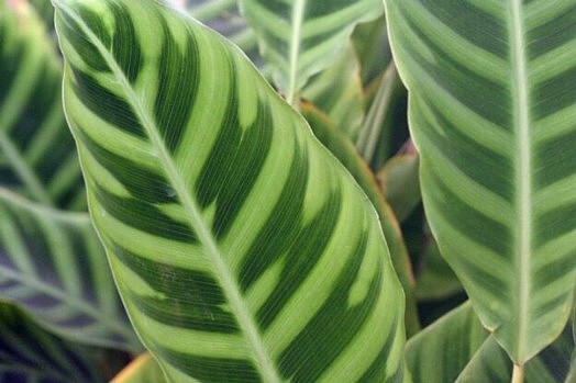 クズウコン科 Marantaceae えるだまの植物図鑑
