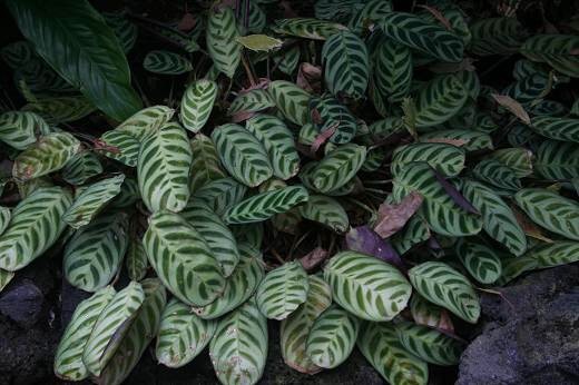 クズウコン科 Marantaceae えるだまの植物図鑑