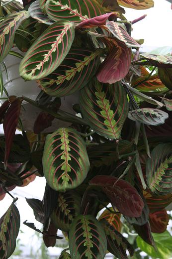 クズウコン科 Marantaceae えるだまの植物図鑑