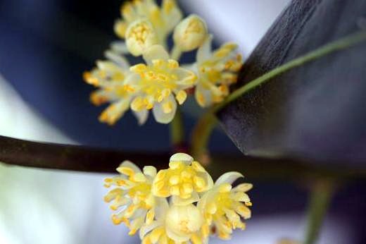 クスノキ科（Lauraceae）_d0096455_1230924.jpg