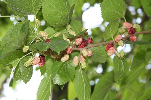 クワ科 Moraceae えるだまの植物図鑑 クワ科 Moraceae えるだまの植物図鑑