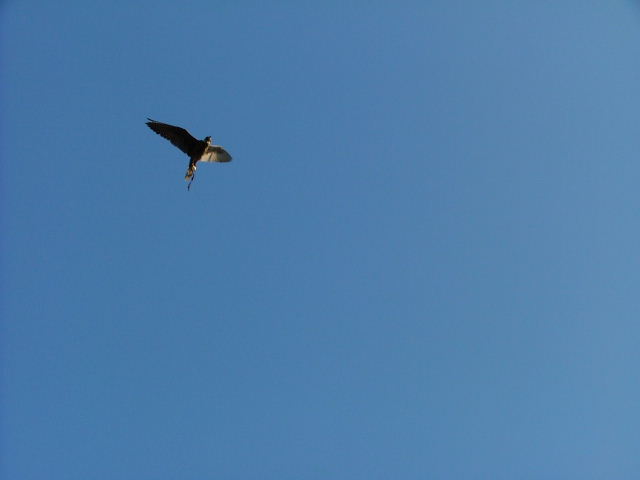 d0083692_19132890.jpg