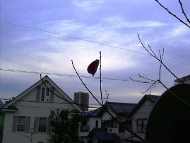 f0084492_2393039.jpg