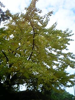 c0037701_946422.jpg