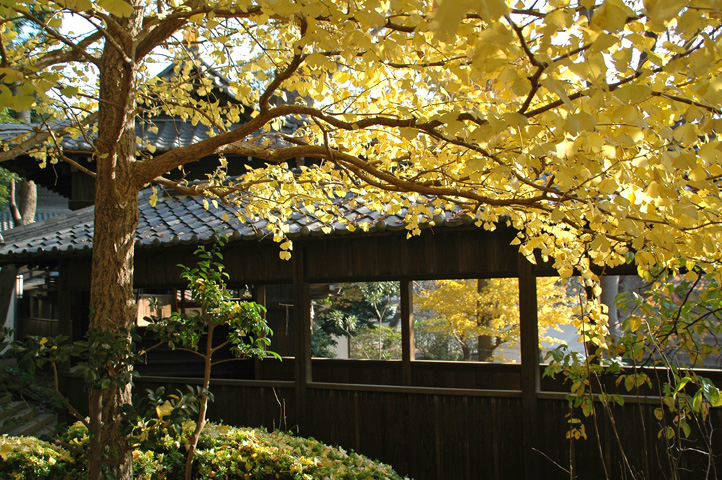 晩秋の法華経寺界隈(フォトストーリー)_f0012718_14555184.jpg