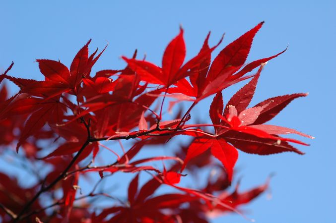 晩秋の法華経寺界隈(フォトストーリー)_f0012718_14573163.jpg