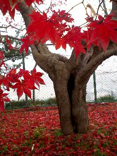 c0090220_1750265.jpg