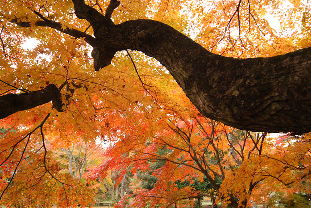 紅葉求めて　　　曾木公園編 　その1 _e0077631_1844980.jpg