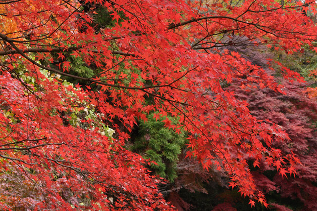 紅葉求めて　　　曾木公園編 　その1 _e0077631_18504184.jpg