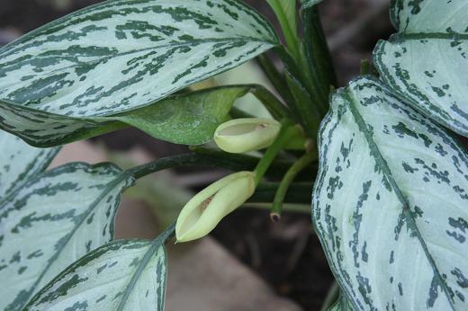 サトイモ科 Araceae えるだまの植物図鑑