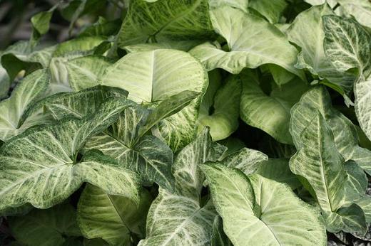 サトイモ科 Araceae えるだまの植物図鑑 サトイモ科 Araceae えるだまの植物図鑑