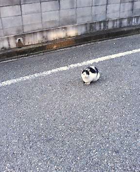 関西弁の猫でんねん　　　　　　　　　（ボス黒流との遭遇）_d0083265_526423.jpg