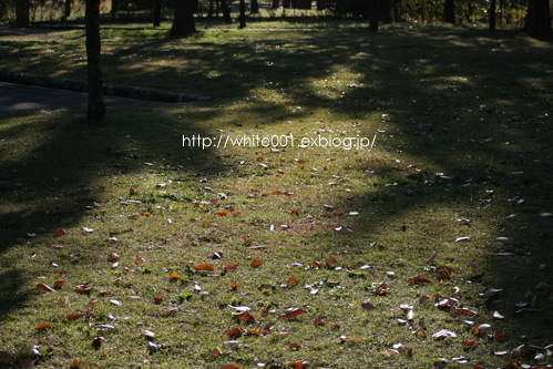 e0027083_2283721.jpg