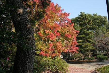 鶴舞公園の紅葉（１）_d0064990_2022655.jpg