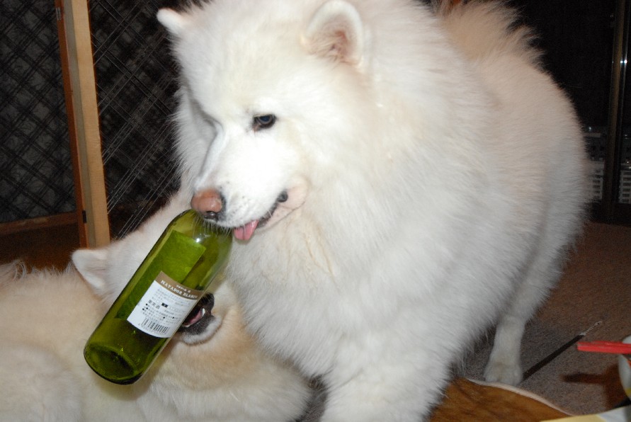 酔っ払い～♪_a0049296_20545016.jpg
