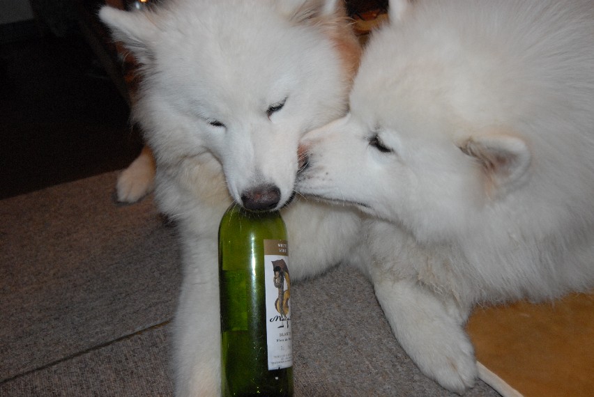 酔っ払い～♪_a0049296_20561230.jpg