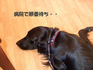 c0050400_1313920.jpg