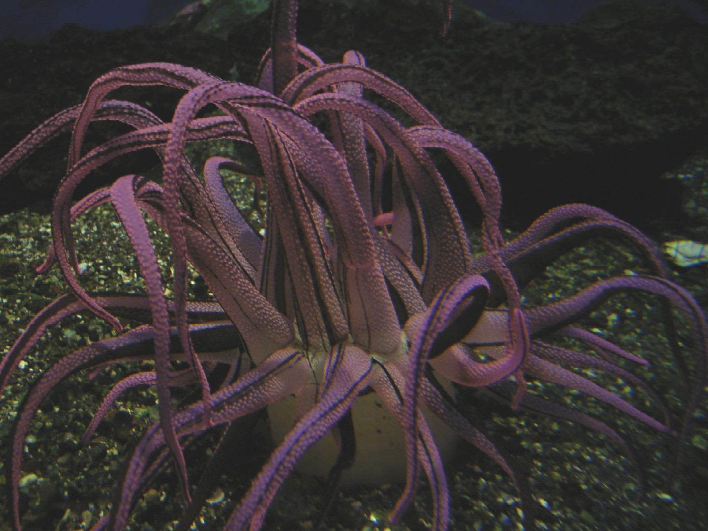 サンシャイン水族館_d0091021_2353731.jpg