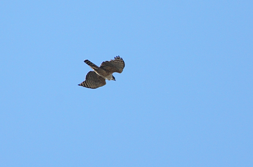 a0087133_2132050.jpg
