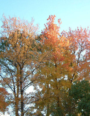 c0069036_1825037.jpg