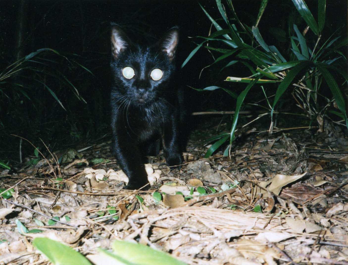 黒猫の日_b0060239_1928490.jpg