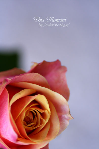 roses_e0078342_21574429.jpg