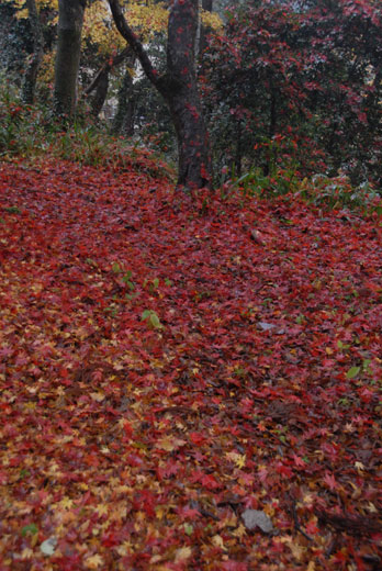 c0093046_1027728.jpg