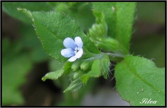 ハナイバナとキュウリグサ 野草風薫 ハナイバナとキュウリグサ 野草風薫