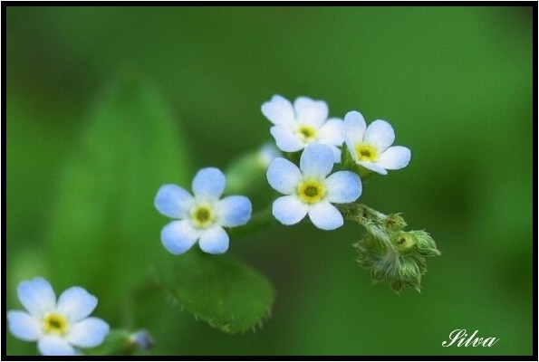 ハナイバナとキュウリグサ 野草風薫 ハナイバナとキュウリグサ 野草風薫