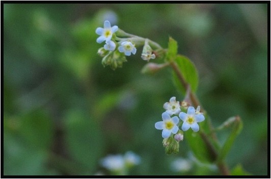 ハナイバナとキュウリグサ 野草風薫