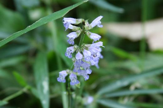 シソ科 Labiatae えるだまの植物図鑑