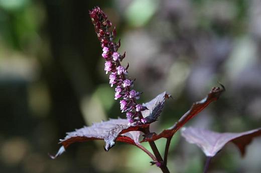 シソ科（Labiatae）_d0096455_1161621.jpg