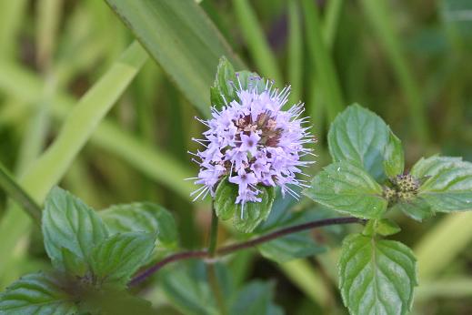 シソ科 Labiatae えるだまの植物図鑑