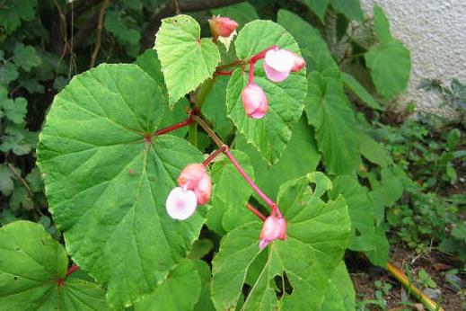 シュウカイドウ科 Begoniaceae えるだまの植物図鑑