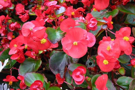 シュウカイドウ科 Begoniaceae えるだまの植物図鑑