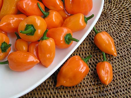 ハバネロたん 収穫 万願寺通信