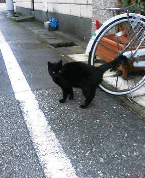 関西弁の猫でんねん　　　　　　　　　（ボス黒流との遭遇）_d0083265_14445275.jpg