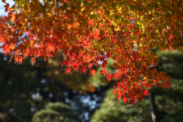 秋色たけなわ（六義園の紅葉）_d0033274_20534163.jpg