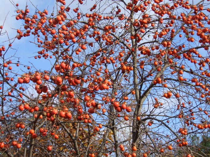 Persimmon (Kaki)  and bears_c0076982_11331615.jpg