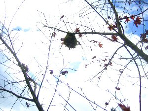 e0060987_11251868.jpg