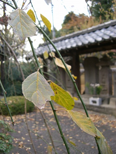 b0062495_18571450.jpg