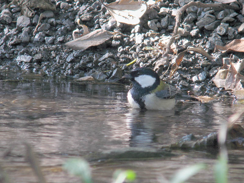 近所の水場にて_b0024798_7182344.jpg